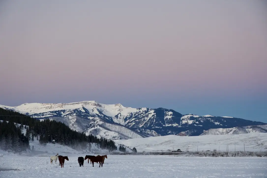 A herd of horses standing in a snowy field on the Little Jennie Ranch.