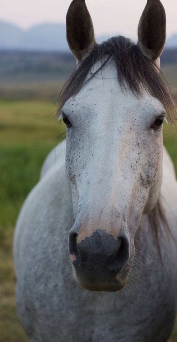 A portrait of a white horse with black hair and small black spots.