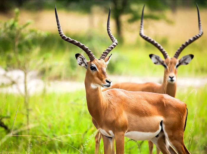 wyoming hunting - antelope