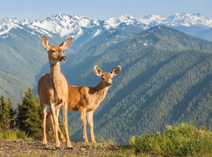 wyoming hunting - deer