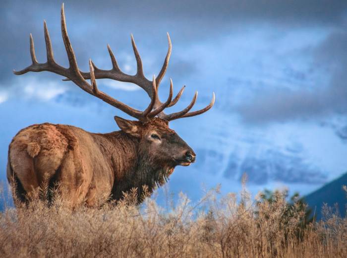 wyoming hunting - elk