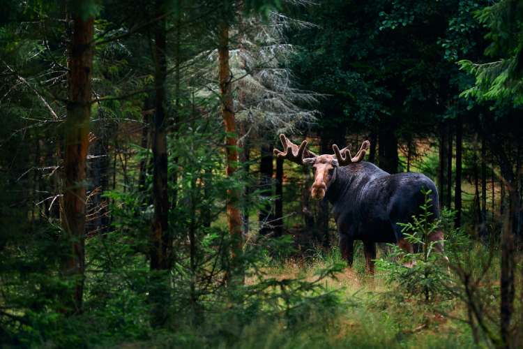 A bull moose standing among the trees in the Bridger-Teton National Forest.